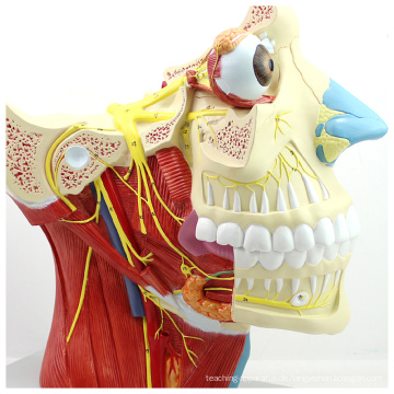 BRAIN03 (12400) Kiefer- und Gesichtschirurgie Anatomische Anatomie Schädel-Hirn-Nervenmodell